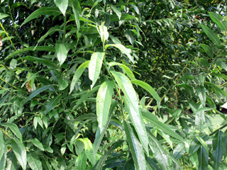 Blätter der Kanck-oder Bruchweide