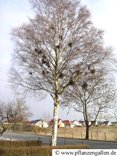 Hexenbesen in der Birke