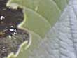 Angefessenes Blatt