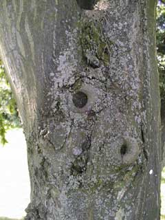 Flechten am Baum