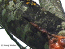 Juglans regia Frostriss mit Ausfluss