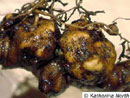 Apfelbaum Wurzelkropf