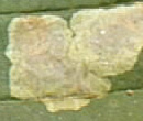 Miniermotte