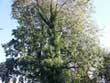 Bewuchs am Baum