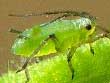 Blattlaus auf Blatt