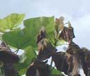 Catalpa bignonioides Welke