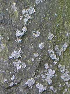 Flechte