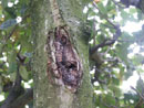 Apfelbaum Krebs