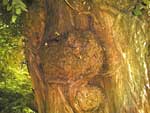Wucherung an der Robinie
