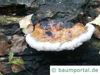 Gl�nzender Lackporling 