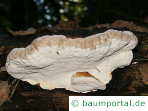 Gl�nzender Lackporling 