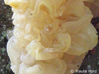 goldgelber Zitterling