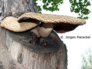 schuppiger Porling