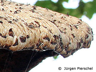 schuppiger Porling