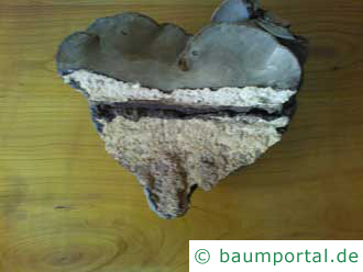 Zunderschwamm