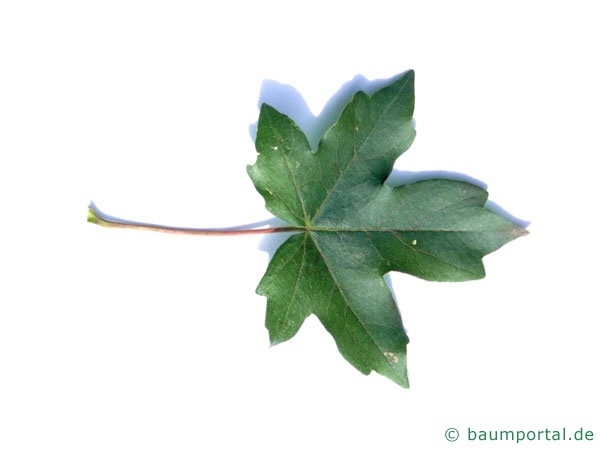 Feldahorn Blatt