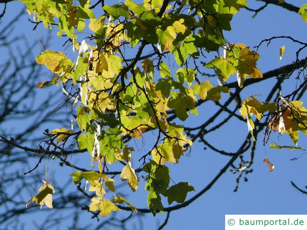 Feldahorn im Herbst