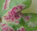 Acer Galle