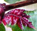 Acer Blattlaus