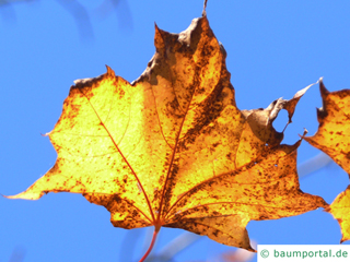 Spitzahornblatt im Herbst