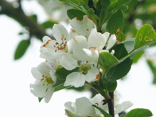 weiße Blüte des Holzapfels