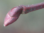 Knospe Sommerlinde