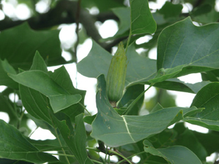 Der Zapfen des Tulpenbaumes im Sommer