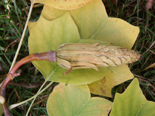 und der Zapfen im Herbst