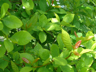 Blätter Tupelobaum