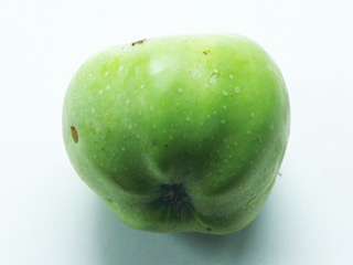 Die Frucht des Apfelbauemes der Apfel