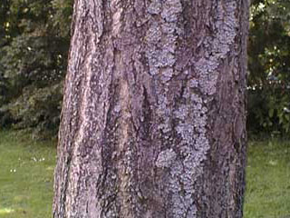 Ginkgo Stamm