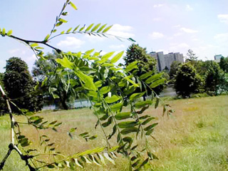 Gleditschie, Leberhülsenbaum Blätter
