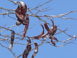 Gleditschie, Leberhülsenbaum Früchte