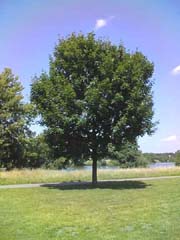 Spitzahorn Baum