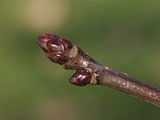 und die Wei&szlig;dorn-Knospe