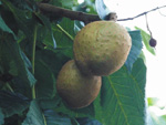 Frucht der rotbl&uuml;henden Kastanie