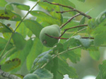 Fruchtstand des Speirlings am Sommer