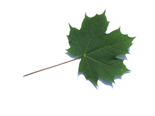 Das Blatt des Spitzahornes