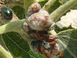 Die Knospen der Pappel im Sommer