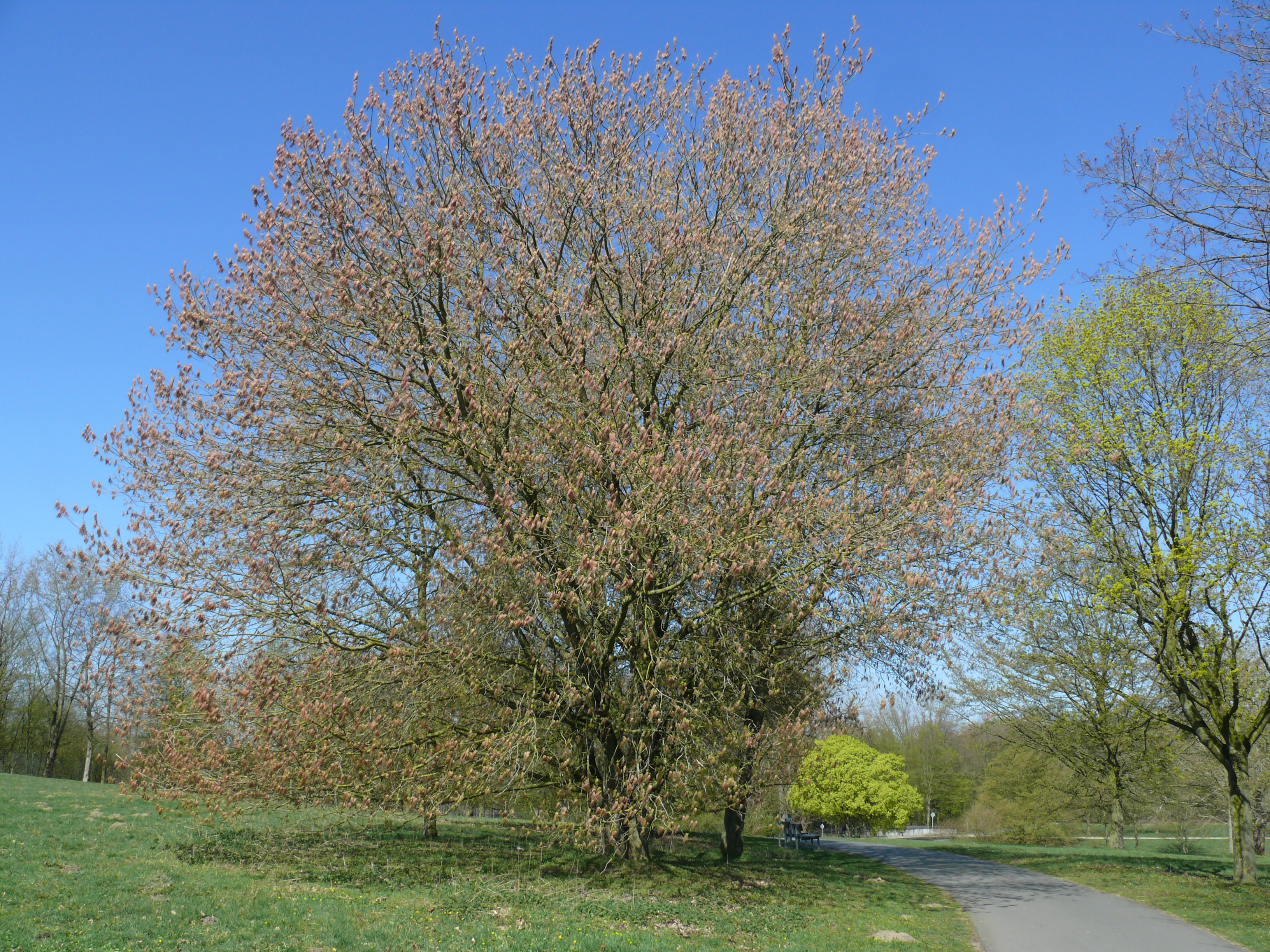 Eschen-Ahorn (Acer negundo) Baum im Frühjahr