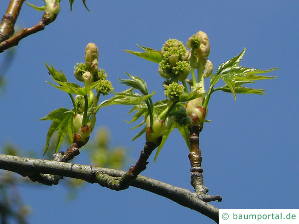 Amberbaum (Liquidambar styraciflua) Blüte