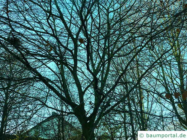 amerikanische Buche (Fagus grandiflora) Baum im Winter