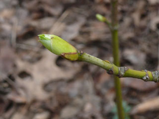 Knospe Pimpernuss