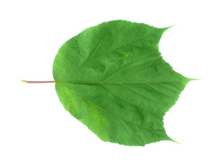 Das Blatt vom Schlangenhaut-Ahorn