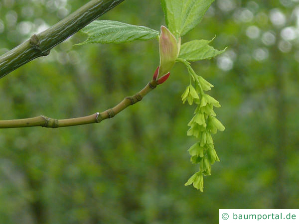 amerikanischer Schlangenhaut-Ahorn (Acer pensylvanicum) Einzelblüte