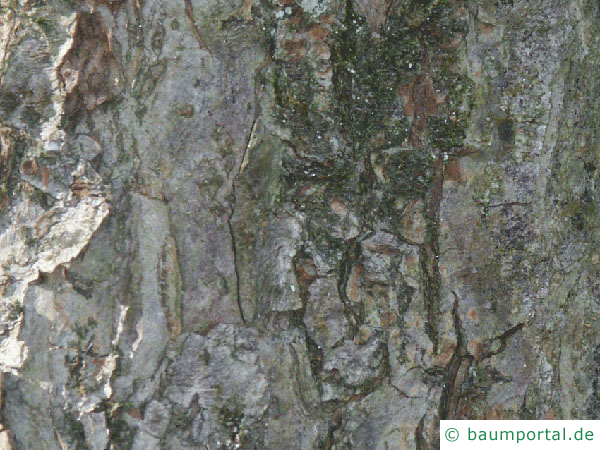 Apfelbaum (Malus hybrid)  Stamm / Borke / Rinde