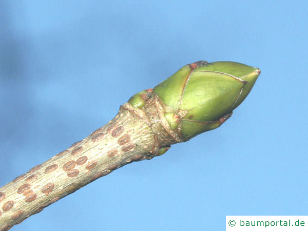 Berg-Ahorn (Acer pseudoplatanus) Endknospe