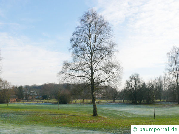 Birke (Betula pendula) der Baum im Winter