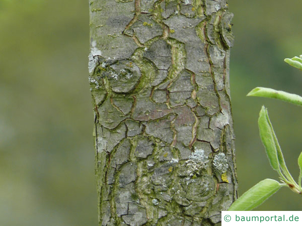 Birne | Pyrus communis