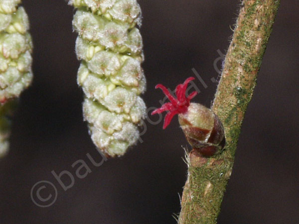 Baumhaselblüte Nahaufnahme